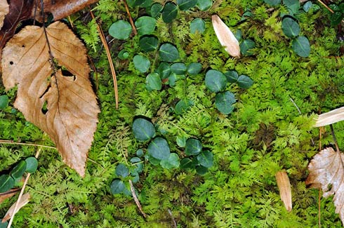 Partridge berry in the moss